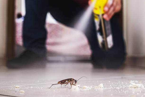 Best Wasp Removal Services  in Prairie Grove, AR